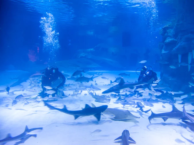 Billet Aquarium d'Antalya - 4